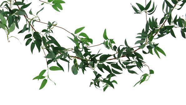 Willow Leaf Garland