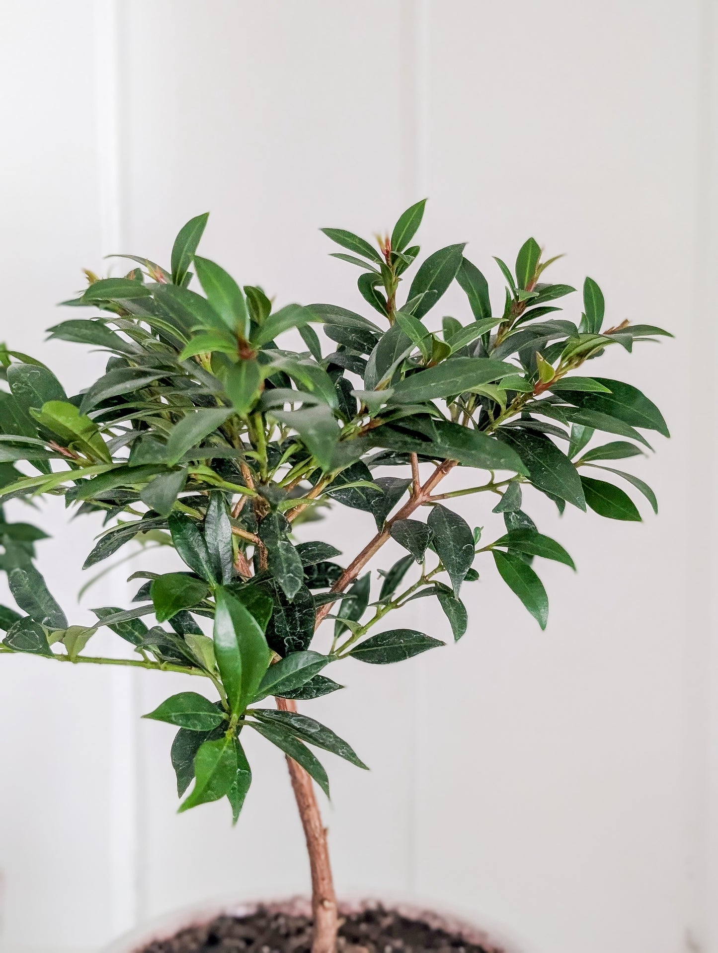 Cherry Bush Topiary