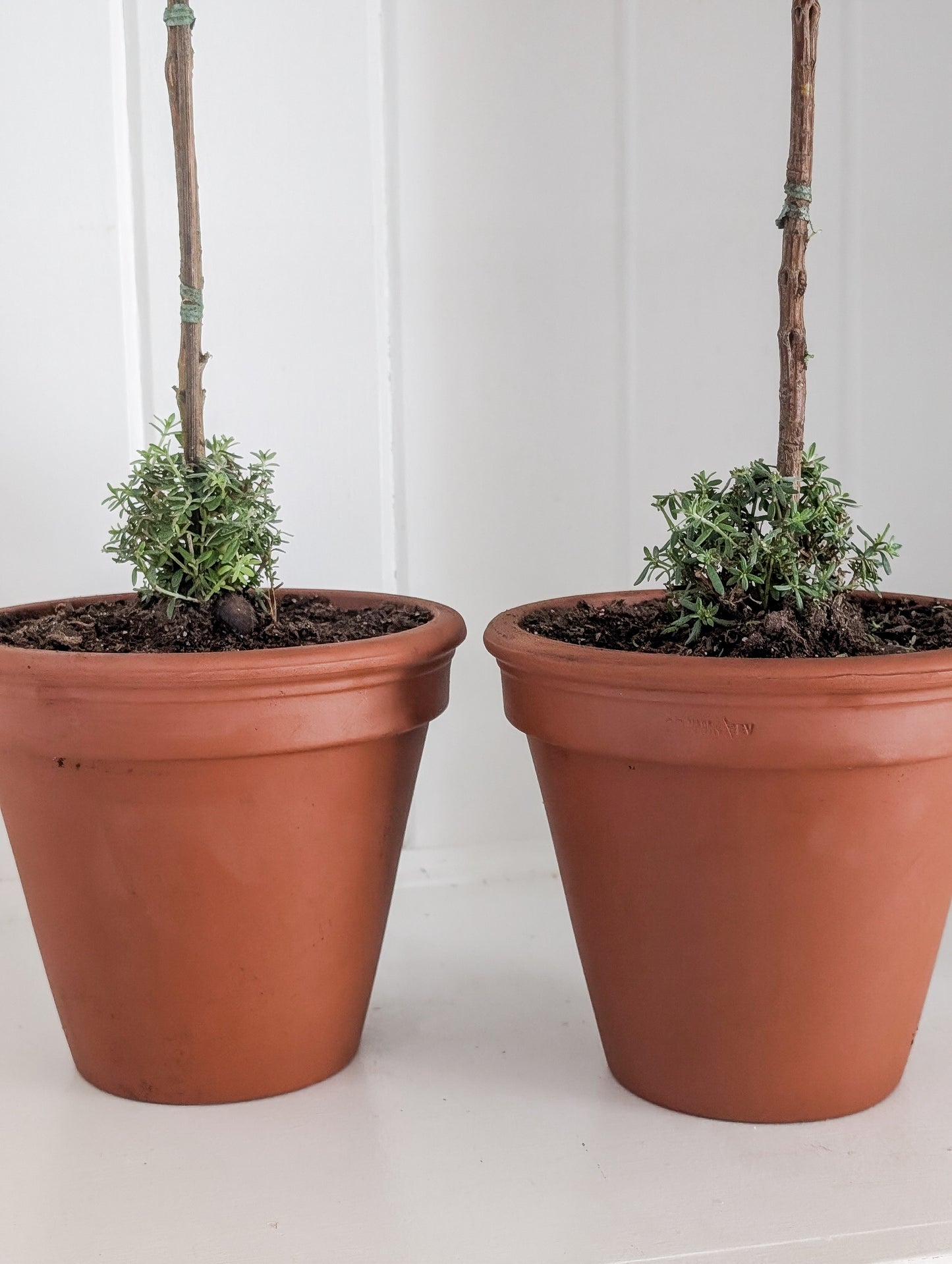 Westringia Two Ball Topiary