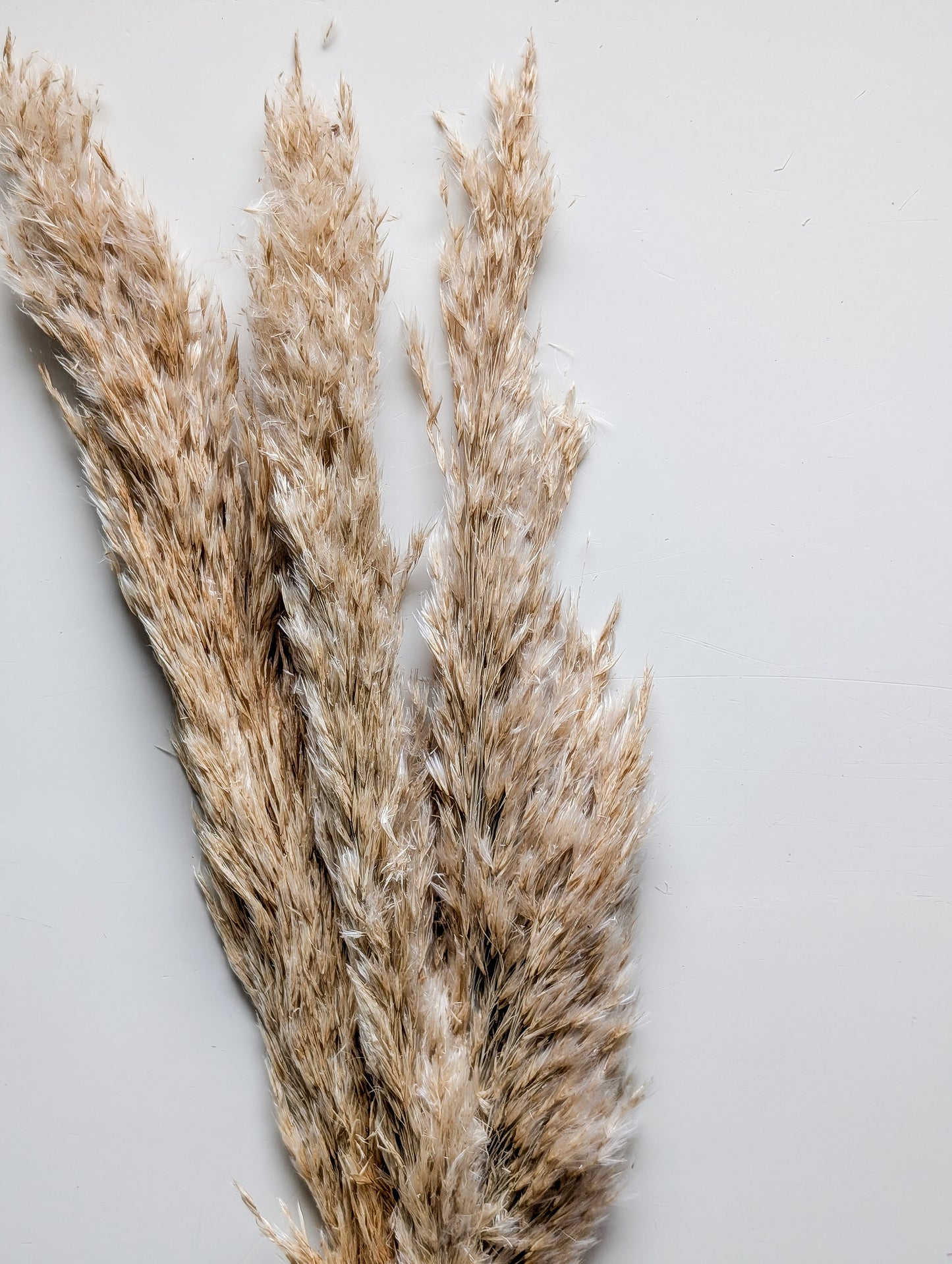 Feathered Dried Reed