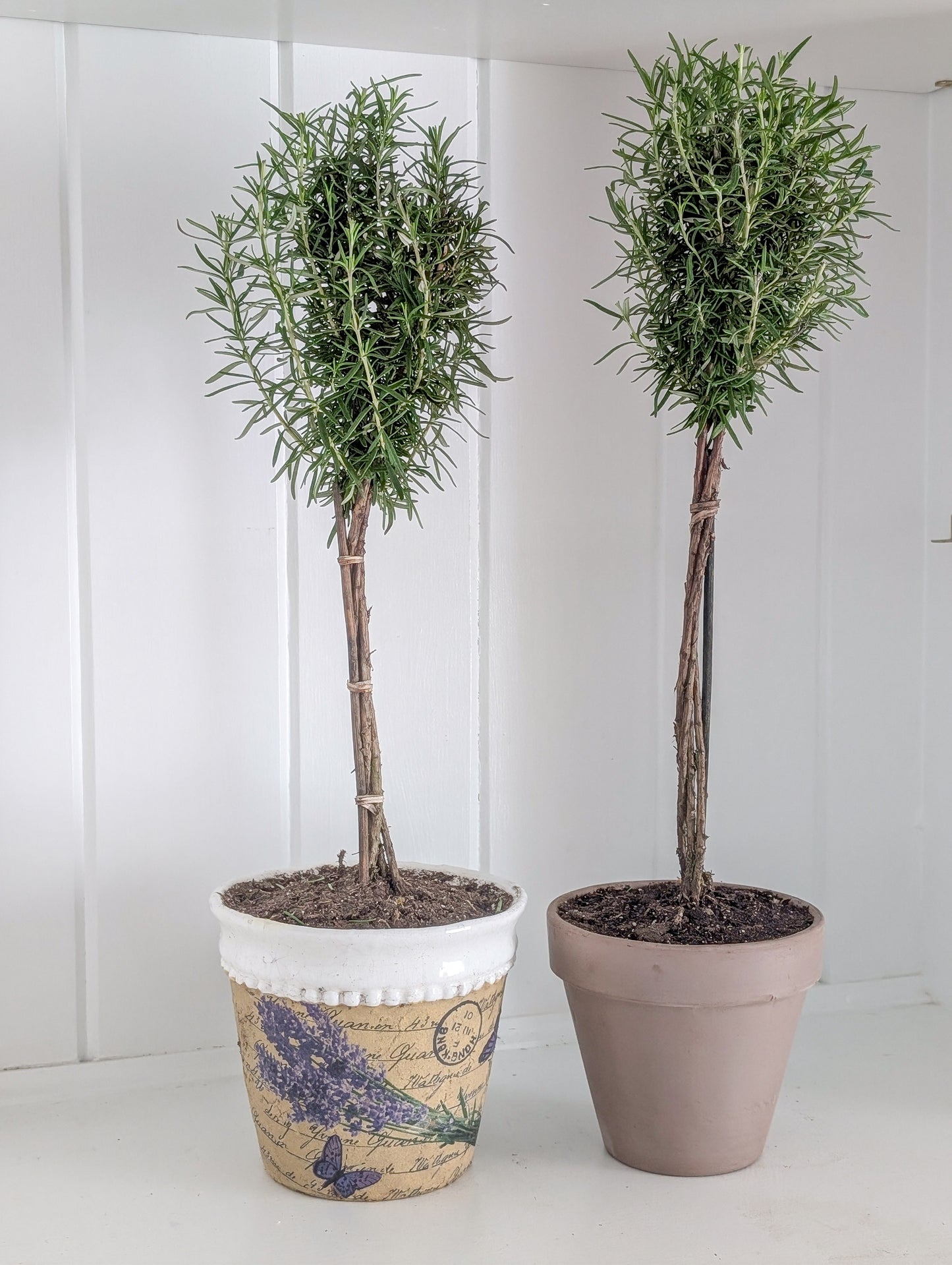 Rosemary Topiary