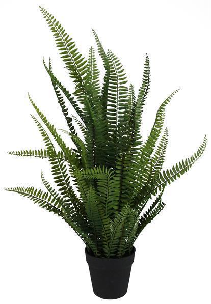 Potted Fern