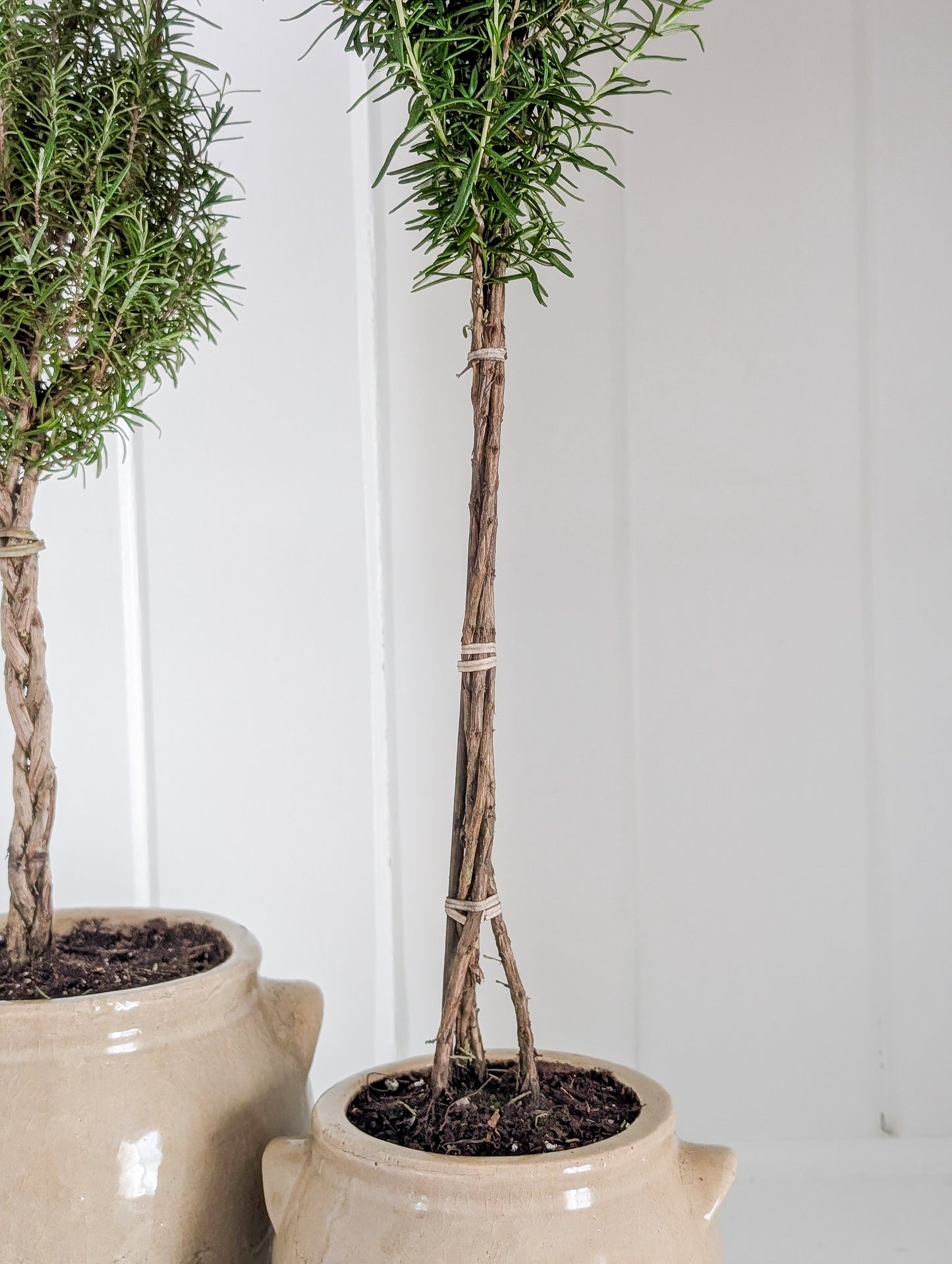 Rosemary Topiary in Crock Pot