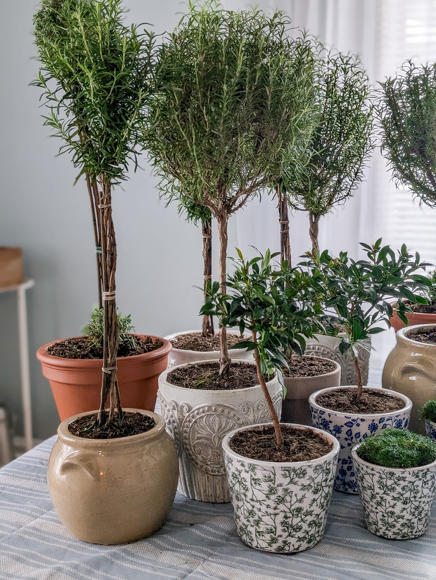 Rosemary Topiary in Concrete Crest Pot