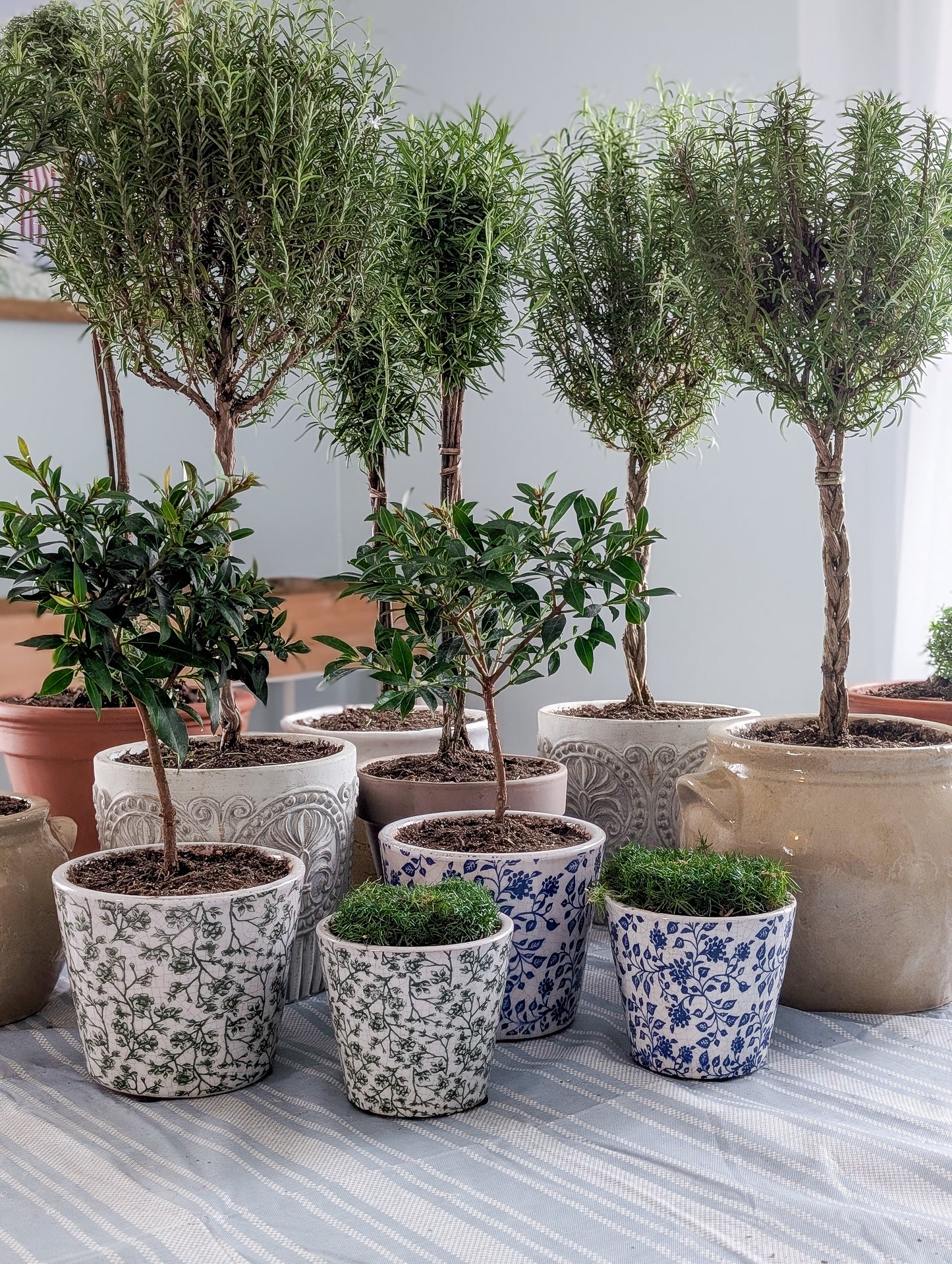 Rosemary Topiary in Concrete Crest Pot
