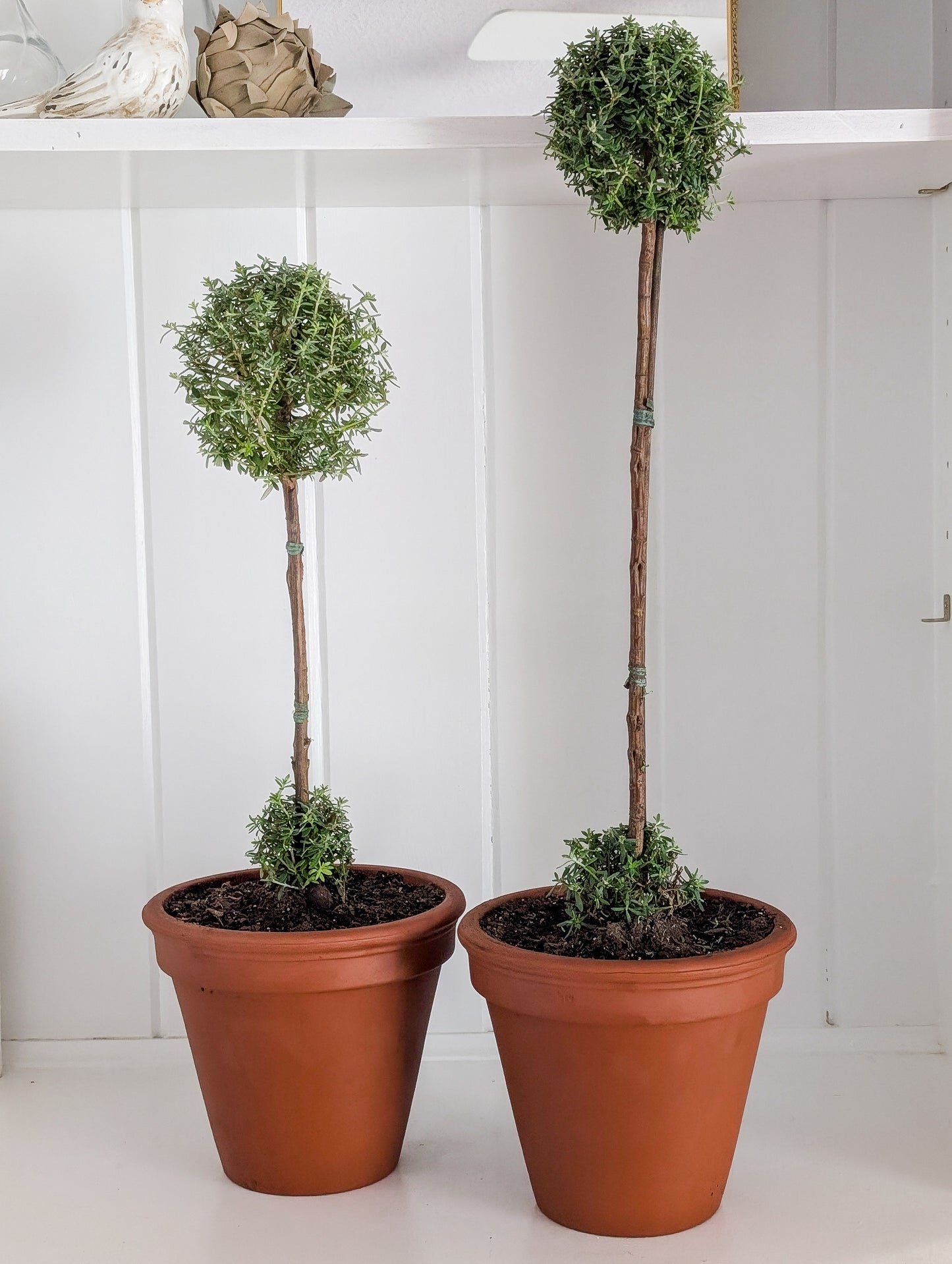 Westringia Two Ball Topiary