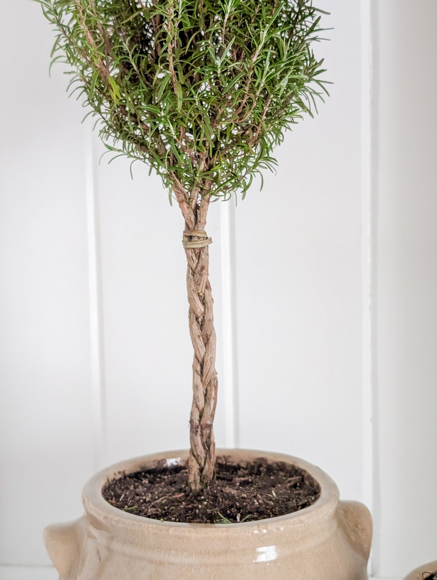 Rosemary Topiary in Crock Pot
