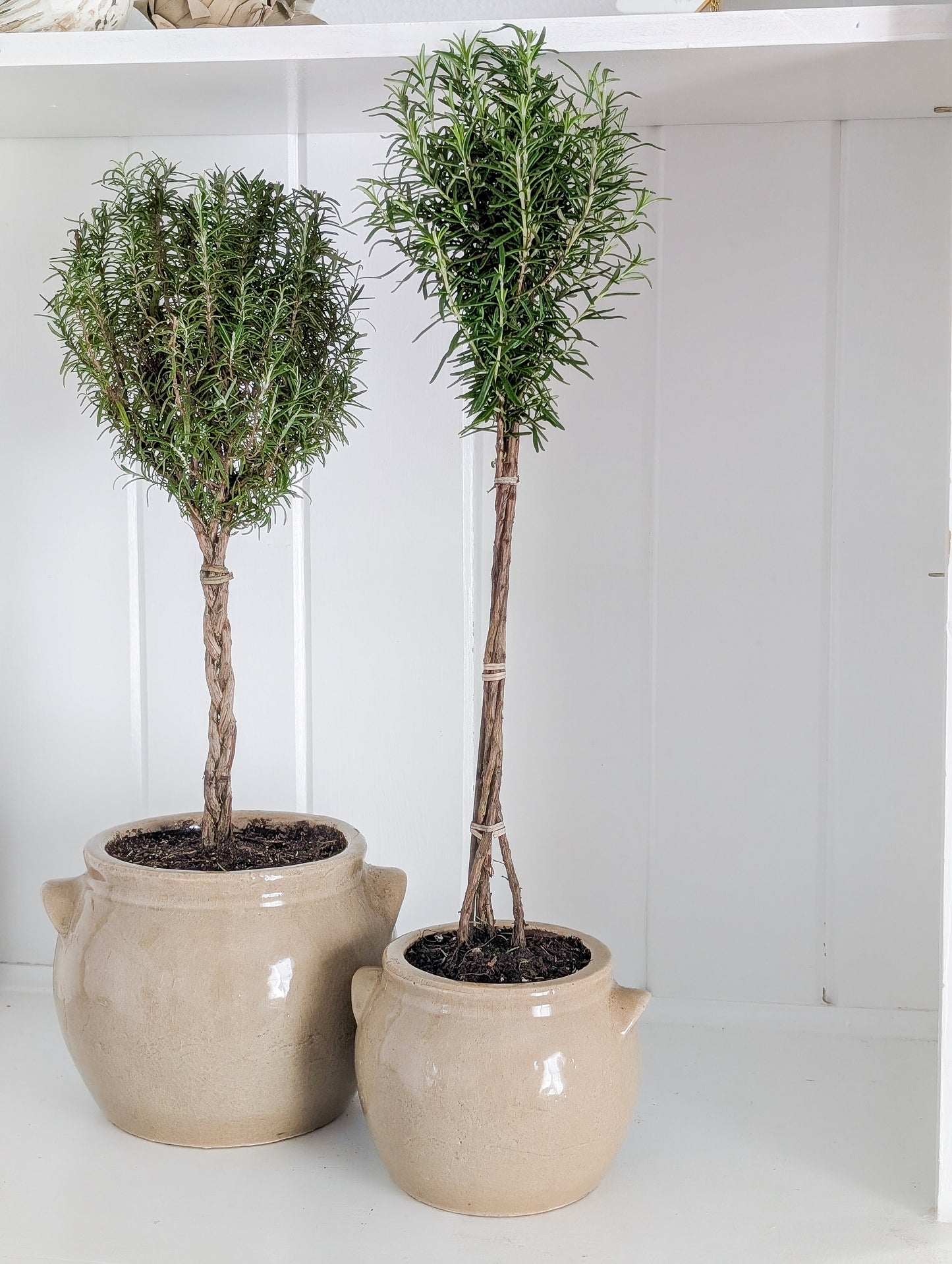 Rosemary Topiary in Crock Pot