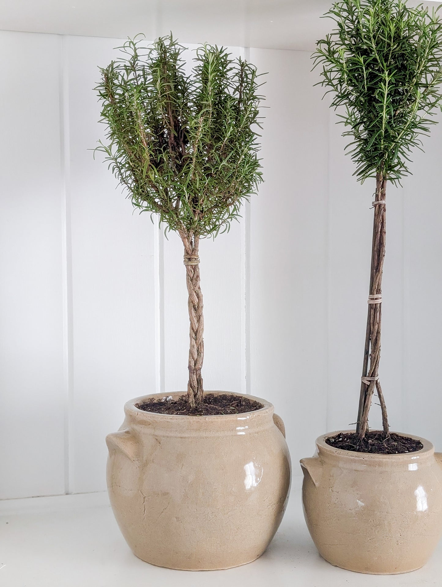 Rosemary Topiary in Crock Pot