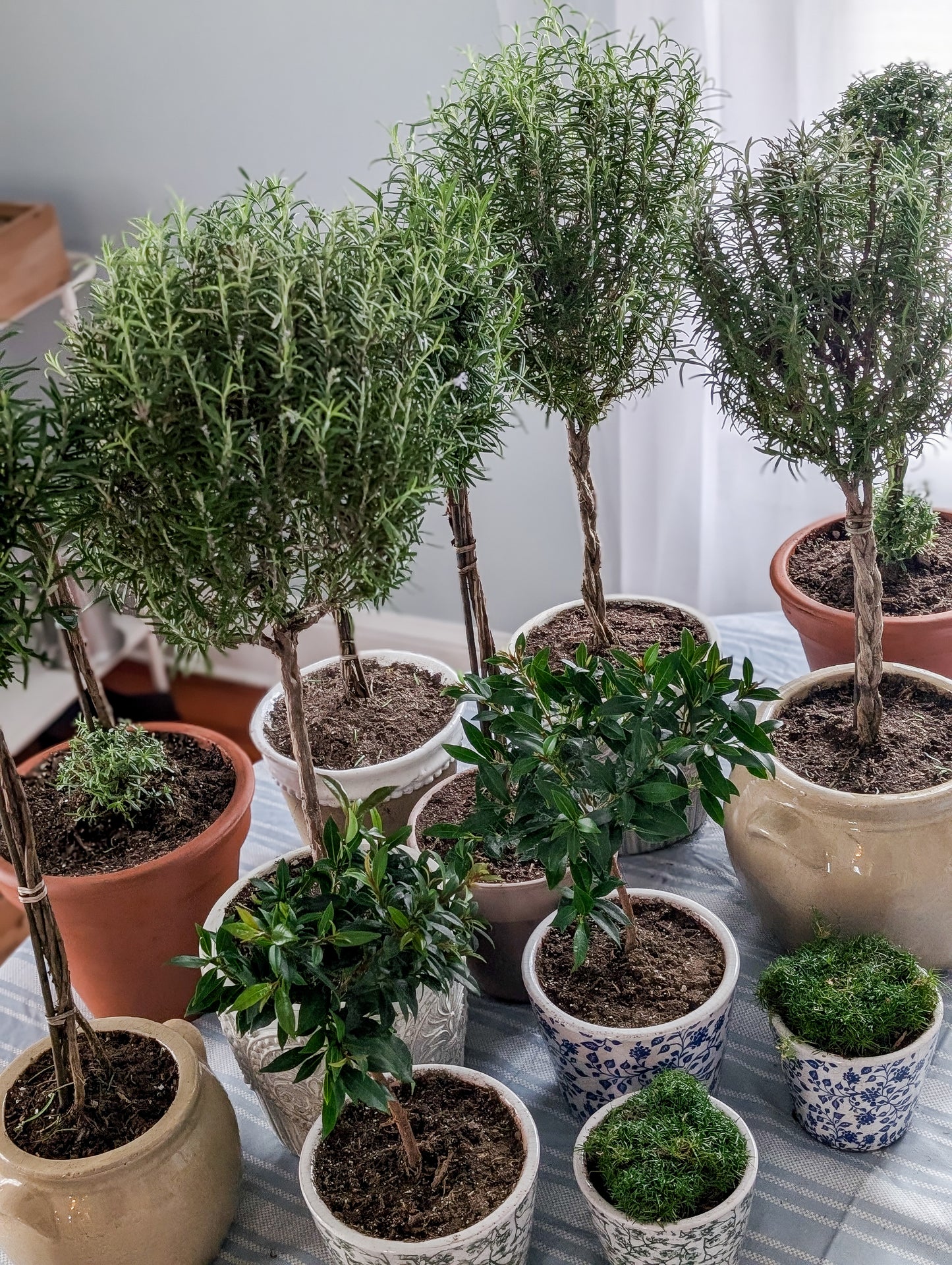 Rosemary Topiary in Concrete Crest Pot