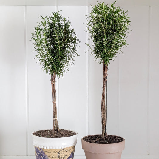 Rosemary Topiary
