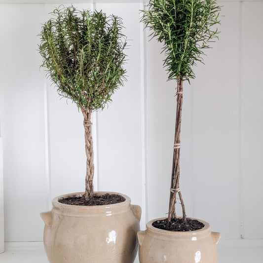 Rosemary Topiary in Crock Pot