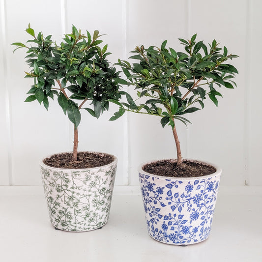 Cherry Bush Topiary
