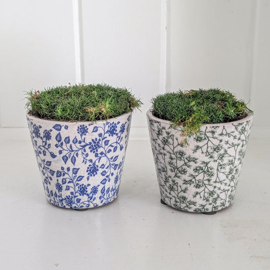 Live Moss