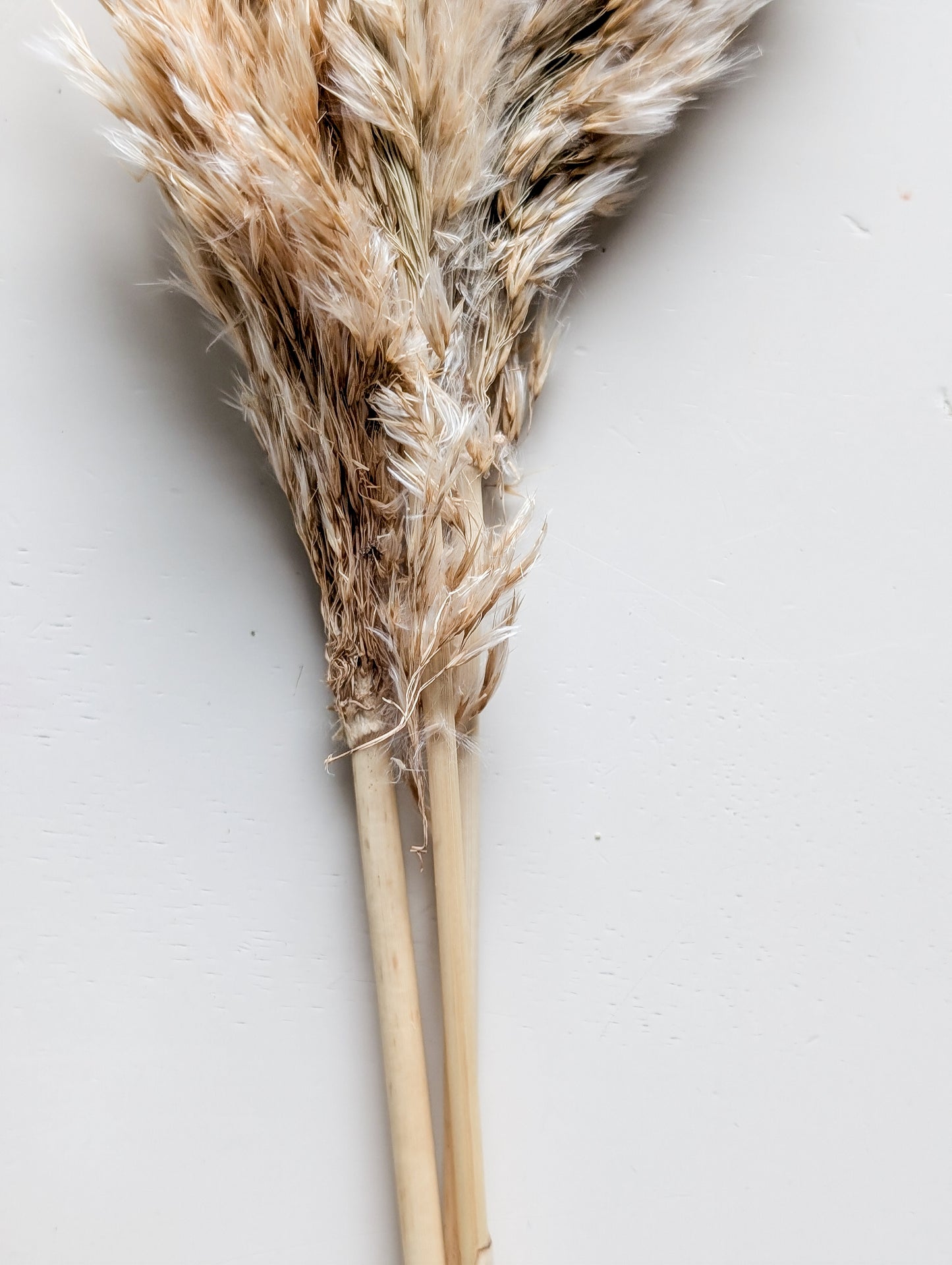 Feathered Dried Reed