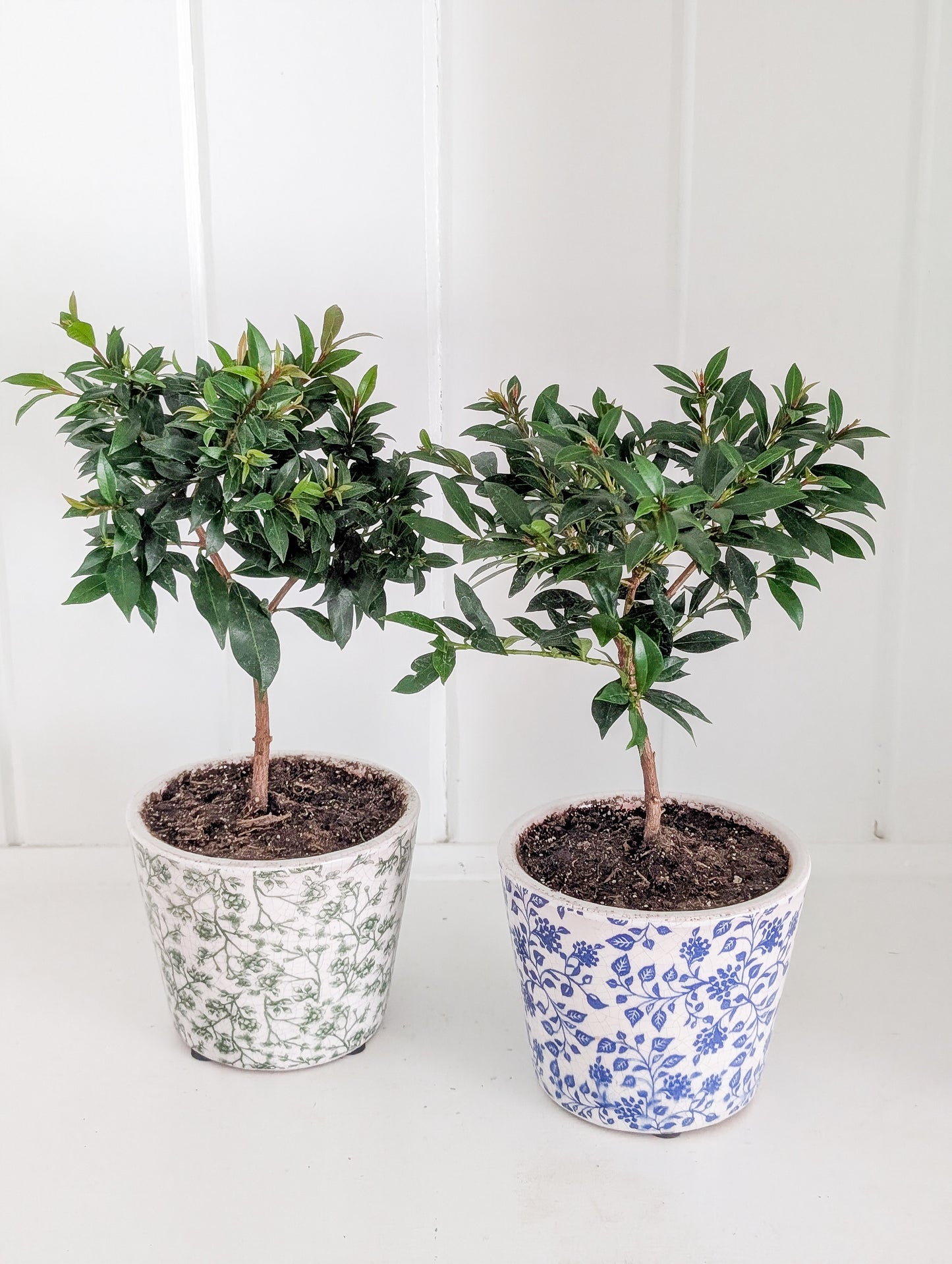 Cherry Bush Topiary