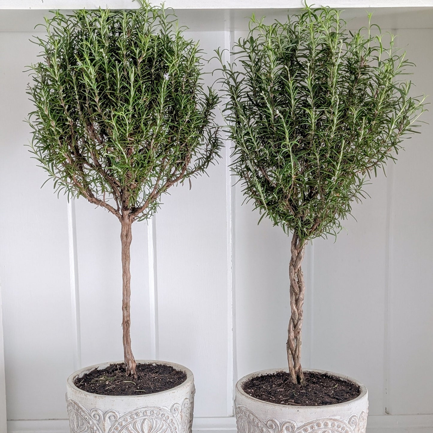 Rosemary Topiary in Concrete Crest Pot