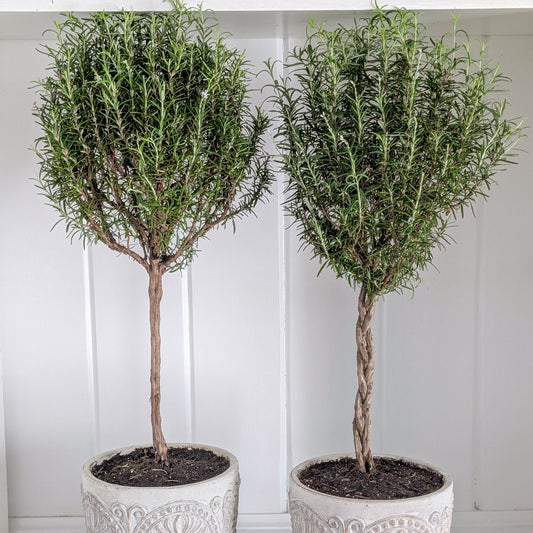 Rosemary Topiary in Concrete Crest Pot