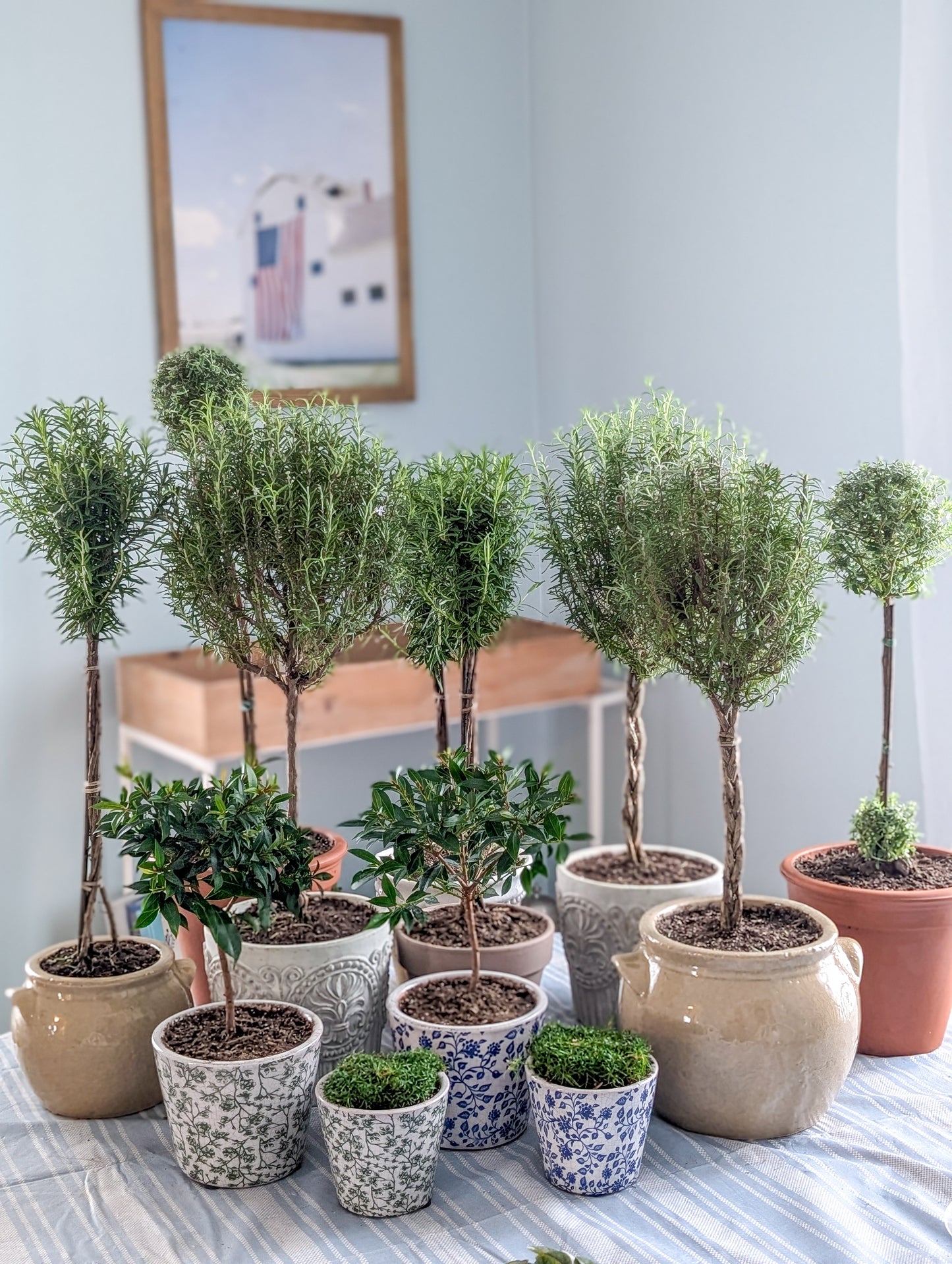 Rosemary Topiary in Concrete Crest Pot