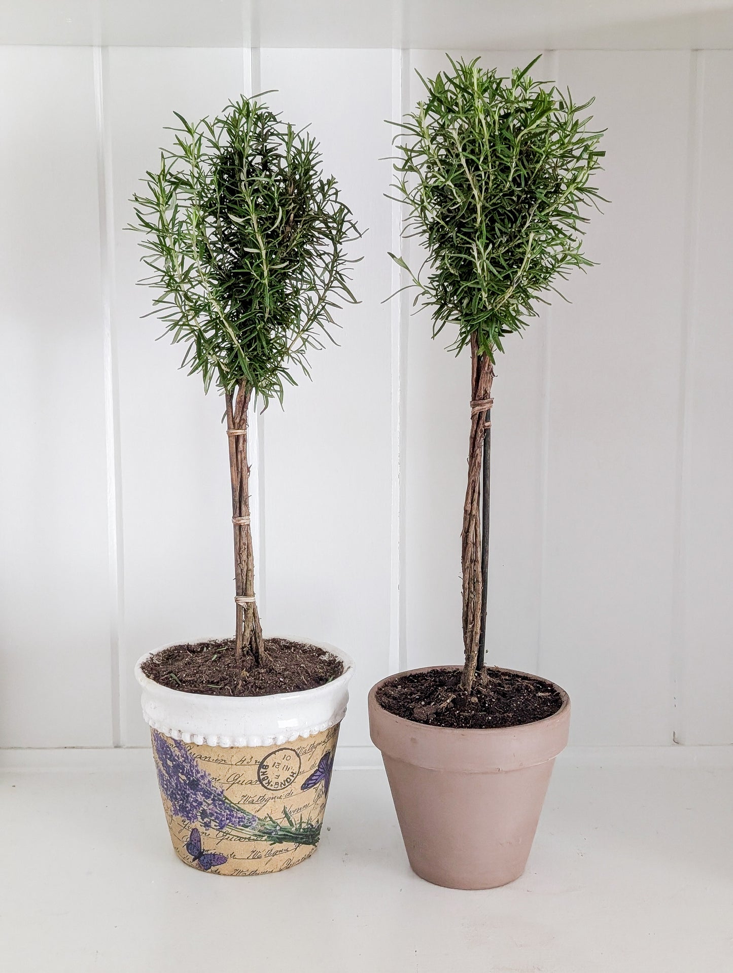 Rosemary Topiary