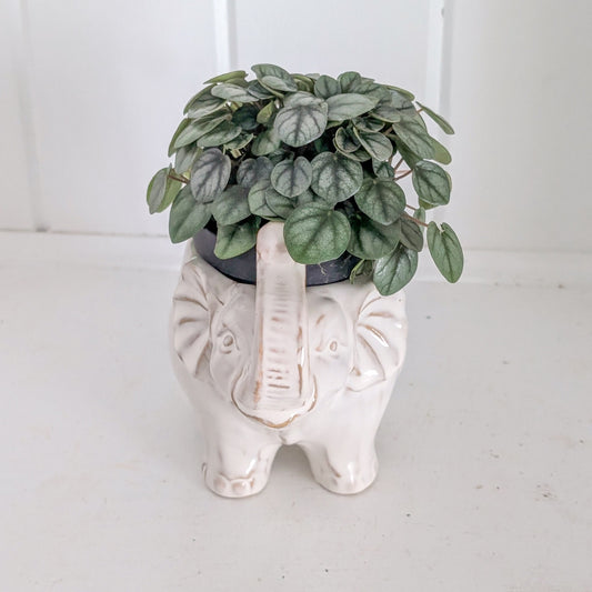 Elephant Pot with Peperomia Plant