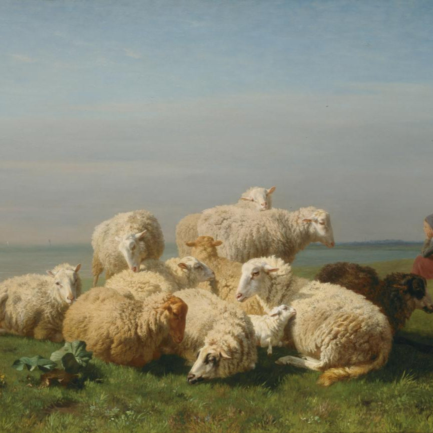 Remastered Sheep in Pasture