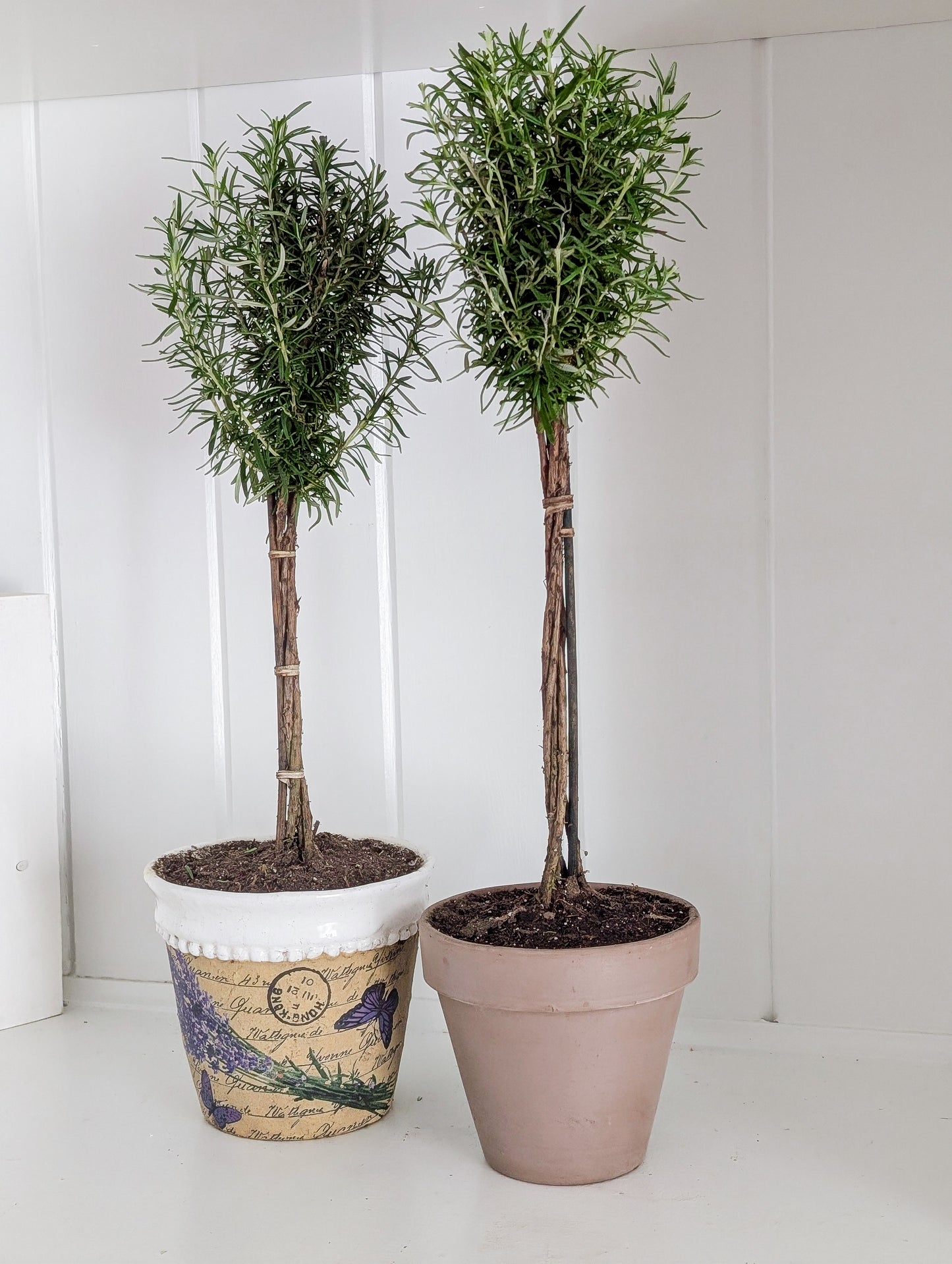 Rosemary Topiary