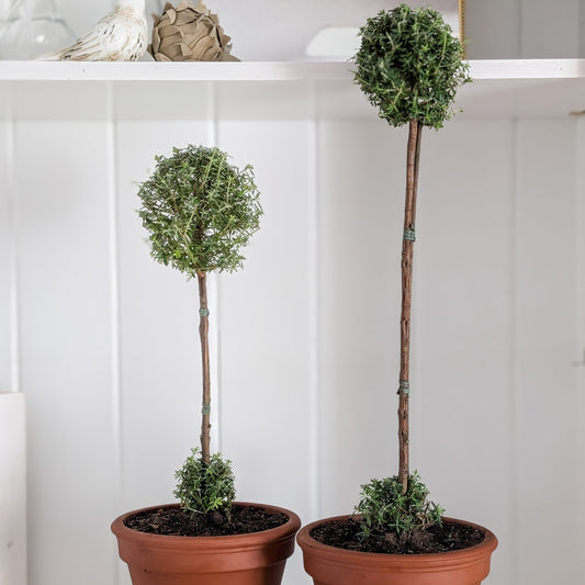 Westringia Two Ball Topiary