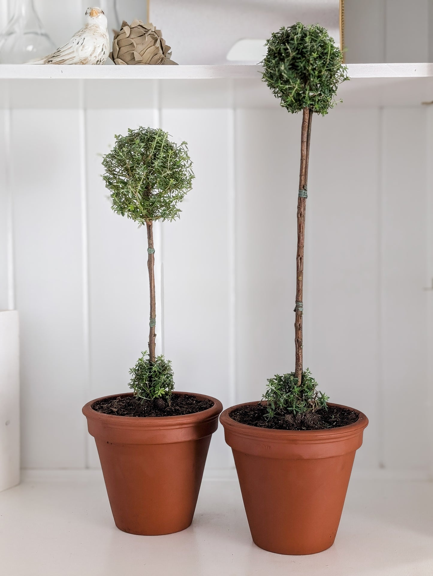 Westringia Two Ball Topiary